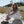 Load image into Gallery viewer, Classic TAS Slipper - SHEARERS UGG

